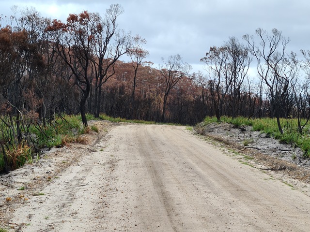 Trees recovering several months after bushfire